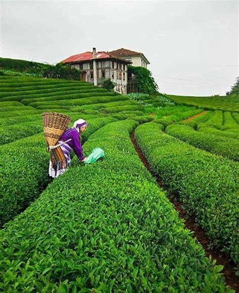 Rize'de En İyi Çay Bahçeleri